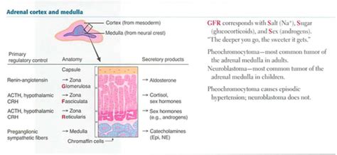 The Adrenals Flashcards Quizlet