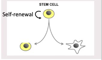 Normal And Cancer Stem Cells Flashcards Quizlet