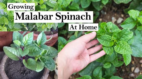 Malabar Spinach How To Grow Malabar Spinach From Cutting Malabar