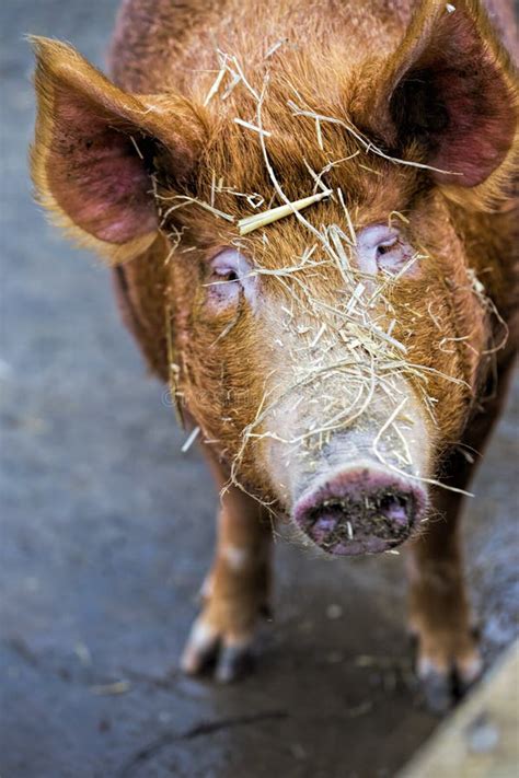 Pig Head Stock Photo Image Of Hair Land Hairy Back 88667560