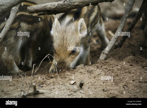 Animal Portrait Young Wild Boar Sus Scrofa Piglet Piglets Piglet Stock