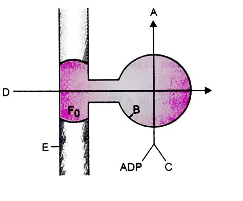 Given below is a diagram showing ATP synthesis during aerobic respirat