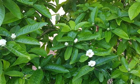 Crataegus Germanica Nmente Conocido Como El Espino Alem N O