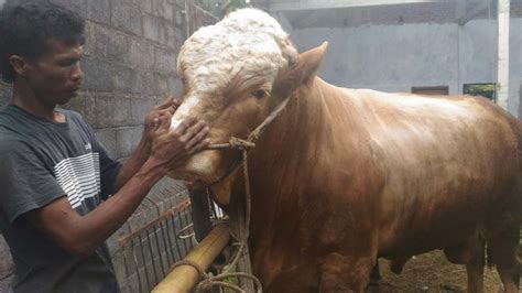 Sapi Jumbo Seberat 1 28 Ton Milik Ponijan Belum Dilepas Meski Sudah