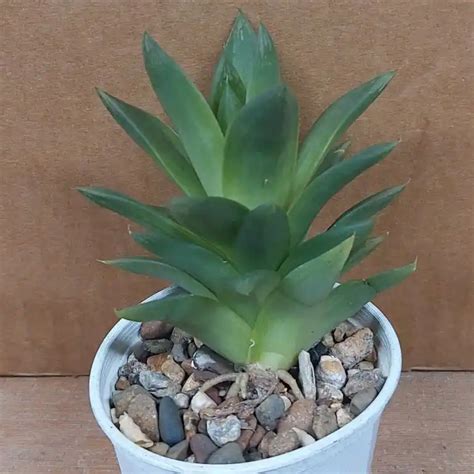 Buy Haworthia Planifolia Agavoides Lime Green Succulent