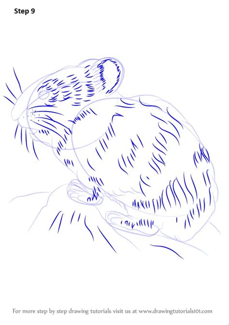 How To Draw An American Pika Other Animals Step By Step