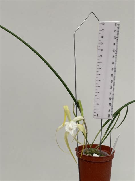 Brassavola Cucullata Plantae Orchids And Rare Plants