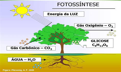 A Figura Abaixo é Um Esquema Simplificado Da Fotossíntese EDUKITA