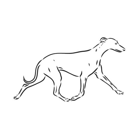 Perro Galgo Ilustraci N De Vector Aislado Dibujo De Vector De Perro