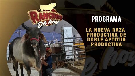 Guzerat La Nueva Raza De Doble Aptitud Productiva Rancho