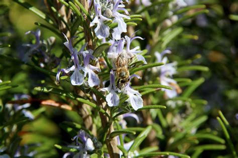 ROSMARINO Ecco Come Si Usa Fiori E Foglie