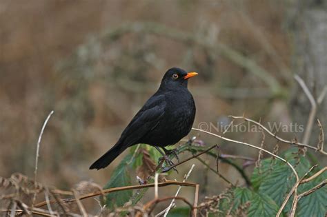 Blackbird - Bird Factfile | Vine House Farm
