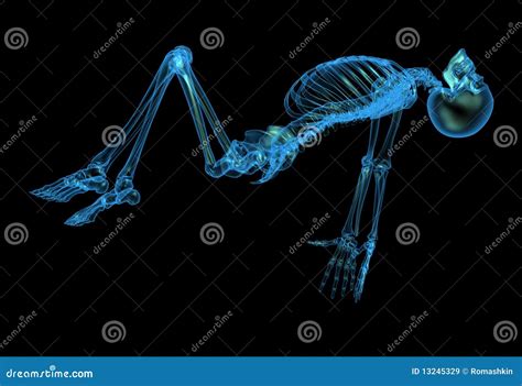 X Ray Skeleton Stock Illustration Illustration Of Skeleton 13245329