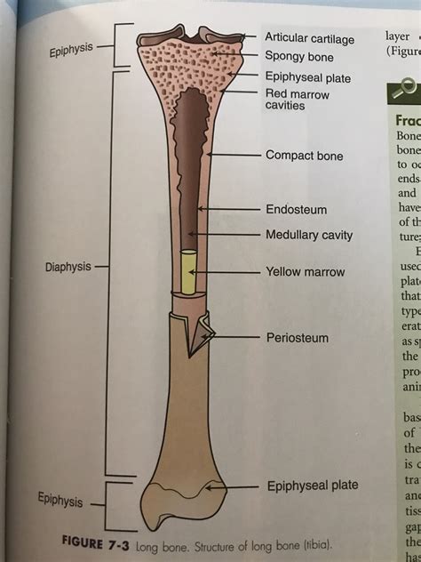 A And P Structure Of Long Bone Diagram Quizlet