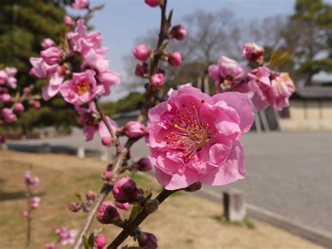 苑内開花状況 314更新 京都御苑 一般財団法人国民公園協会