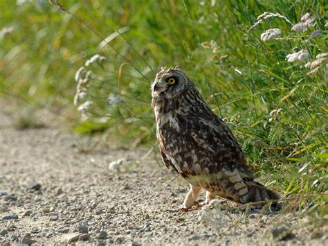 Short-eared Owl - Asio flammeus - (Pontoppidan, 1763)
