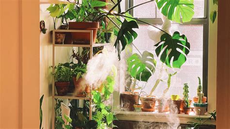 8 of the Best Indoor Plant Decor Pages to Follow on Instagram ...