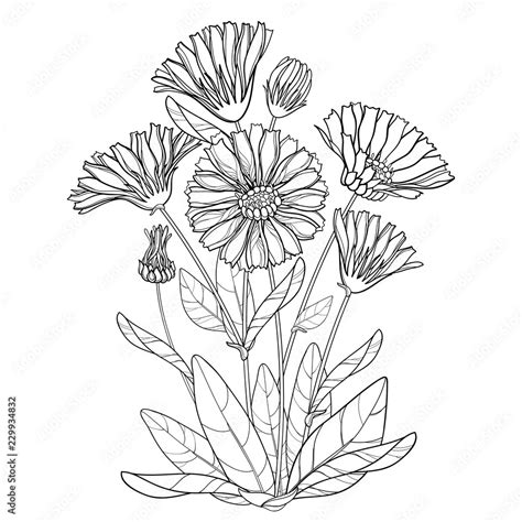 Vector Bunch With Outline Calendula Officinalis Or Pot Marigold Bud