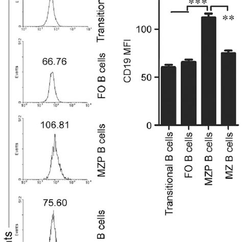 CD19 Was Highly Expressed In MZP B Cells Splenic Transitional B Cells