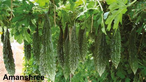 Basf Nunhems Amanshri F1 Hybrid Bitter Gourd Seeds Cultree India