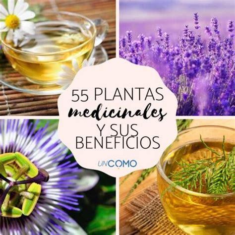 Descubre Las Mejores Plantas Medicinales Para Perder Peso De Forma