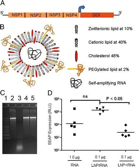 Nonviral Delivery Of Self Amplifying Rna Vaccines Pnas