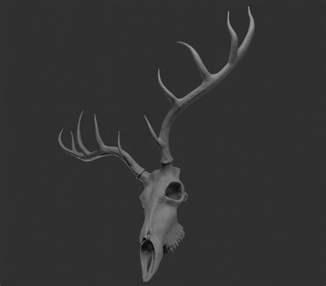 Artstation Deer Skull 3d Sculpt