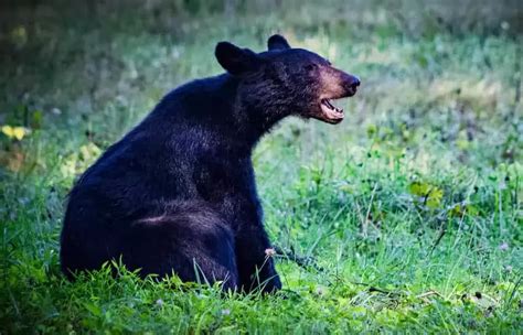 5 Things You Need To Know About Black Bears In The Smoky Mountains