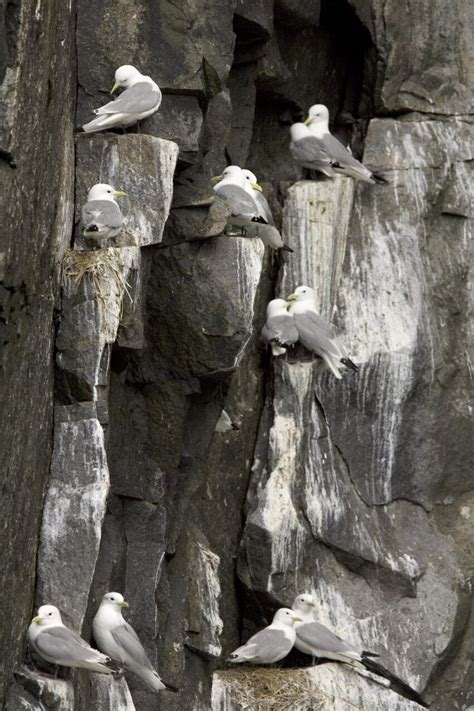 Free picture: black, legged, kittiwakes, birds, nesting, cliff