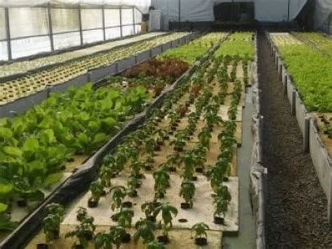 Promueven el cultivo de hidropónicas en Buenos Aires Radio Mitre