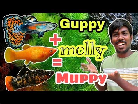 Guppy And Molly Cross Breeding Tips And 100 How To Breed Muppy