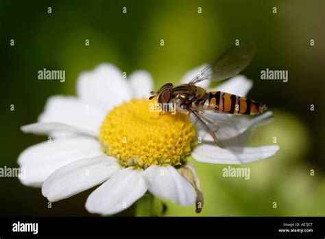 Marmalade Hoverfly Episyrphus Balteatus On Daisy England Uk Stock