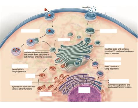 The endomembrane system Quiz 