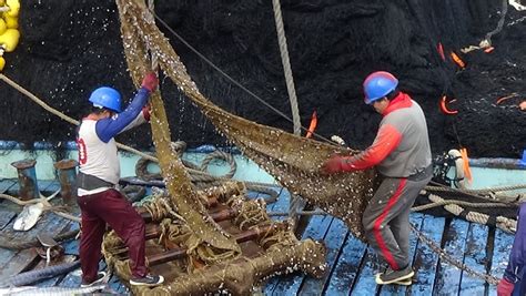 Nirsa Desarrolla Plantado Biodegradable Para Pesca Sostenible Que