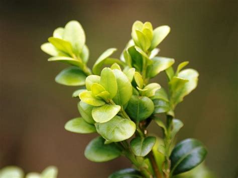 El Buxus Proporcionará Una Madera Muy Apreciada En Talla