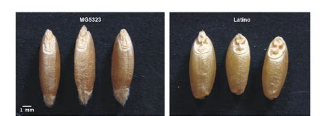 Figure From Qtl Mapping For Kernel Related Traits In A Durum Wheat X