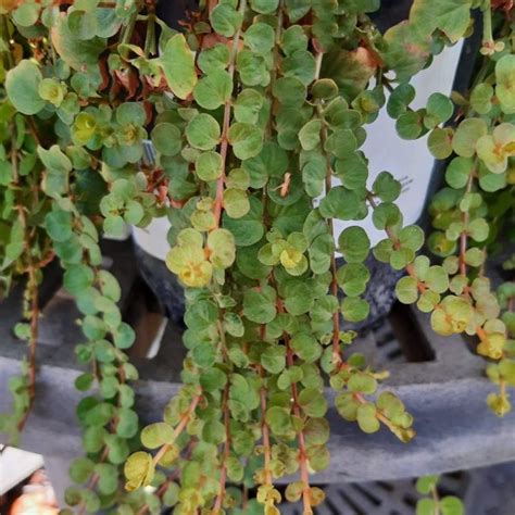 Lysimachia Nummularia Urban Tree Farm Nursery