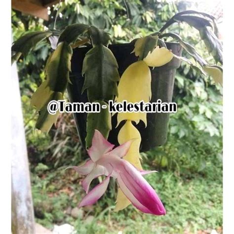 Promo Tanaman Hias Wijaya Kusuma Variegata Bunga Cantik Bibit Tanaman