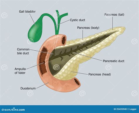 The Gall Bladder Labeled Diagram Vector Illustration Cartoondealer