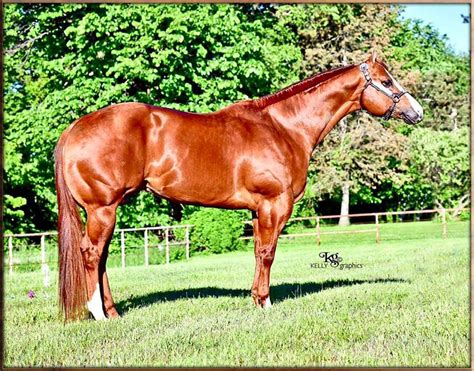 Jensen Quarter Horses Ese A Looker