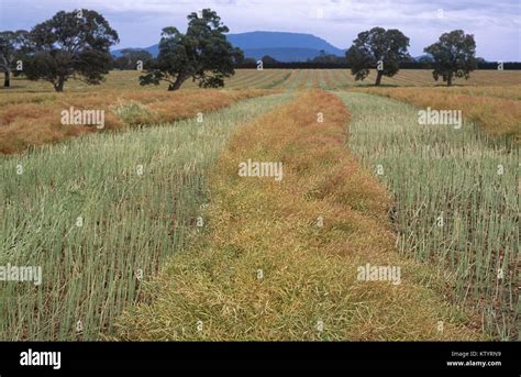 Windrowed Canola Hi Res Stock Photography And Images Alamy