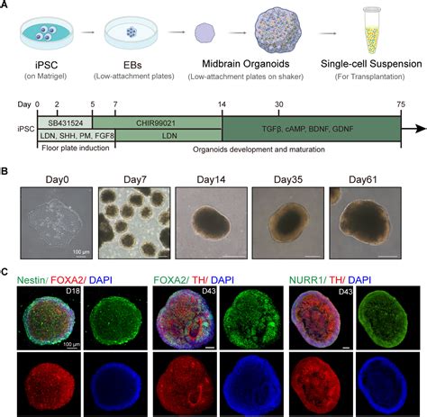 A Cell Therapy Approach Based On Ipsc Derived Midbrain Organoids For