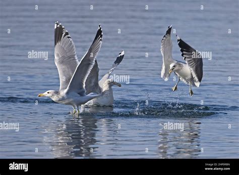 A Group Of Three Seagulls Fight For Fish In A Lake In North Idaho Stock