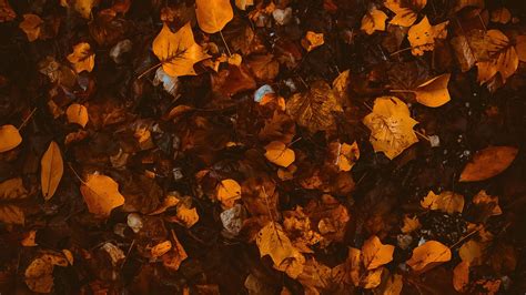 Autumn Brown Wallpapers Wallpaper Cave