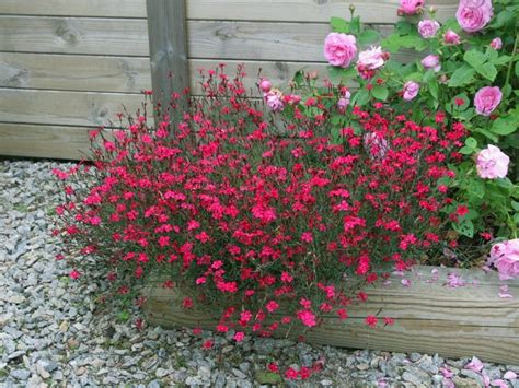 goździk kropkowany Brillant Dianthus deltoides Brillant