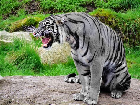 filemaltese tigerjpg wikimedia commons