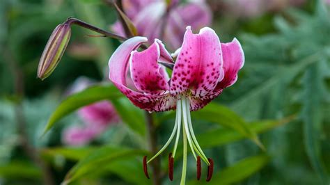 Lilien Richtig Pflanzen Und Pflegen So Geht Das Obi