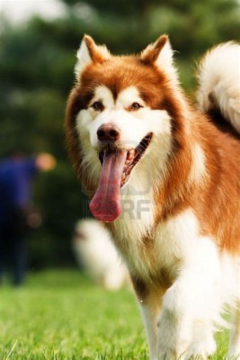 Alaskan Malamute Colors Red White Pets Lovers