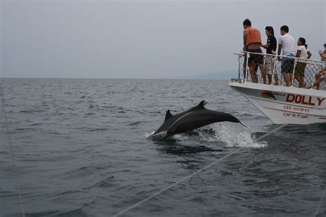 Dolphin Watching At Bais Dara Flickr