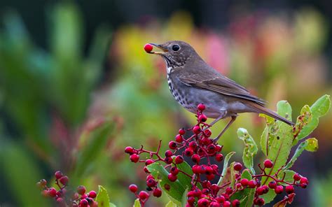 Hermit Thrush Coyote Hills Regional Park Fremont Ca Eric Zhou